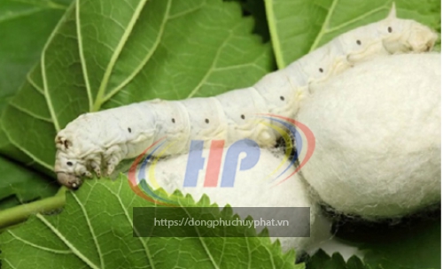 Lụa tơ tằm là gì? Quy trình dệt vải lụa tơ tằm bền đẹp